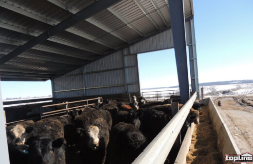 livestock building by topline steel buildings agricultural division